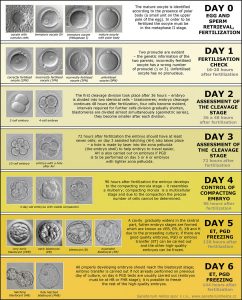 stages of embryo development after fertilization