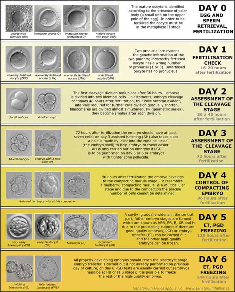 stages of embryo development after fertilization