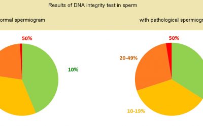 Why is it important to investigate DNA integrity in sperm?